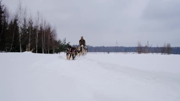 Замедленная Съемка Белый Мушер Шляпе Ушами Управляет Санями Собаками Аляскинской — стоковое видео