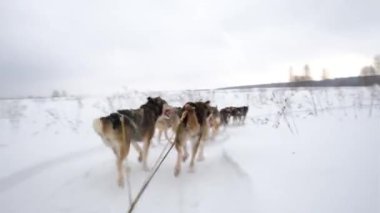 4K yüksek kaliteli görüntü. Kuzeyli kızak köpekleri takımı karlı kış tarlalarında ilerliyorlar. Kızağın arkasından ilk insan görüntüsü. Güçlü ve dayanıklı Alaska köpekleri.