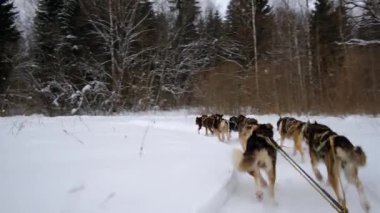 4K yüksek kaliteli görüntü. Kuzeyli kızak köpekleri takımı karlı kış tarlalarında ilerliyorlar. Kızağın arkasından ilk insan görüntüsü. Güçlü ve dayanıklı Alaska köpekleri.