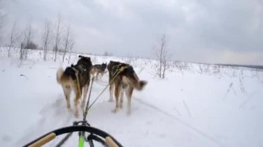 4K yüksek kaliteli görüntü. Kuzeyli kızak köpekleri takımı karlı kış tarlalarında ilerliyorlar. Kızağın arkasından ilk insan görüntüsü. Güçlü ve dayanıklı Alaska köpekleri.