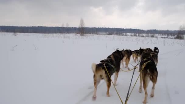 4K高品質の映像 北部のそり犬のチームは雪の冬のフィールドを走ります そりの後ろからの最初の人のビュー レースで強く丈夫なアラスカのハスキー — ストック動画
