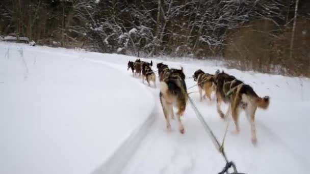 4K高品質の映像 北部のそり犬のチームは雪の冬のフィールドを走ります そりの後ろからの最初の人のビュー レースで強く丈夫なアラスカのハスキー — ストック動画