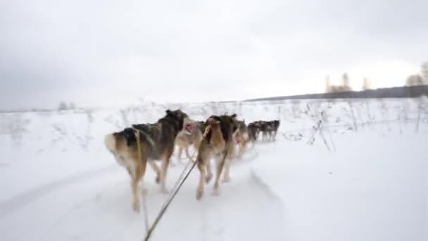 고화질 썰매개의 내리는 들판을 사람은 뒤에서 바라봅니다 경주에서 강인하고 알래스카의 — 비디오