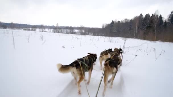 Høykvalitetsfilm Nordlige Sledehundene Løper Gjennom Snødekte Vintermarker Første Person Baksiden – stockvideo