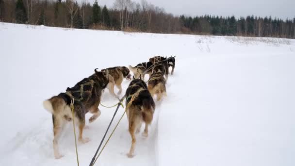 Minőségi Felvétel Északi Szánkók Csapata Halad Előre Havas Téli Mezőn — Stock videók