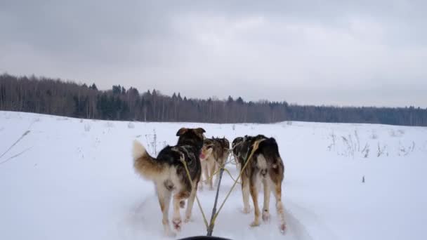 Високоякісні Кадри Команда Північних Саней Собак Біжить Вперед Через Сніжне — стокове відео