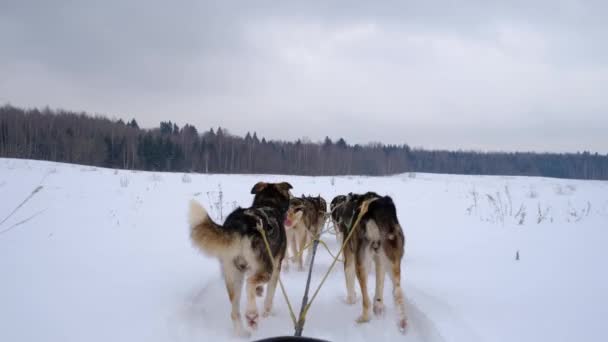 Filmati Alta Qualità Squadra Cani Slitta Del Nord Corre Avanti — Video Stock