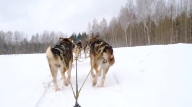 Kuzeyli kızak köpekleri takımı karlı kış tarlalarında ilerliyorlar. Kızağın arkasından ilk insan görüntüsü. Güçlü ve dayanıklı Alaska köpekleri. Yüksek kalitede yavaş çekim görüntüleri.