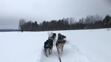 4K yüksek kaliteli görüntü. Kuzeyli kızak köpekleri takımı karlı kış tarlalarında ilerliyorlar. Kızağın arkasından ilk insan görüntüsü. Güçlü ve dayanıklı Alaska köpekleri.