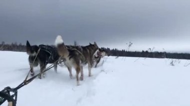 4K yüksek kaliteli görüntü. Kuzeyli kızak köpekleri takımı karlı kış tarlalarında ilerliyorlar. Kızağın arkasından ilk insan görüntüsü. Güçlü ve dayanıklı Alaska köpekleri. Aşağıdan olağandışı açı.