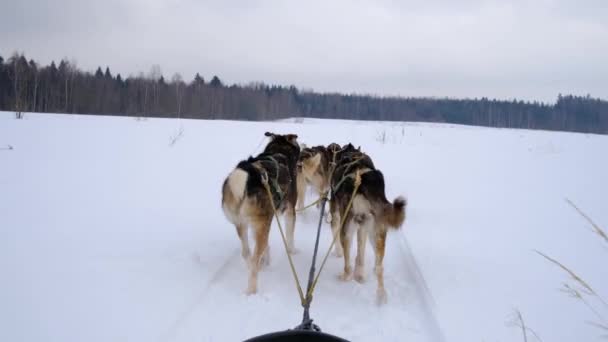 Minőségi Felvétel Északi Szánkók Csapata Halad Előre Havas Téli Mezőn — Stock videók