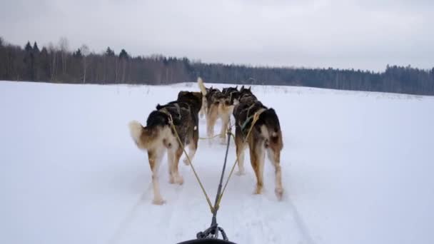 Högkvalitativ Film Team Nordliga Slädhundar Springer Fram Genom Snöiga Vinterfält — Stockvideo