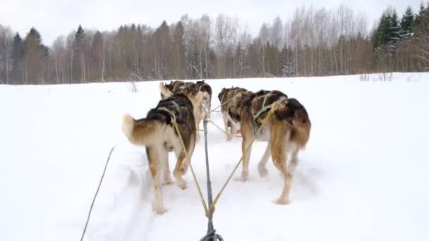 Team Van Noordelijke Sledehonden Loopt Vooruit Door Besneeuwd Winterveld Eerste — Stockvideo