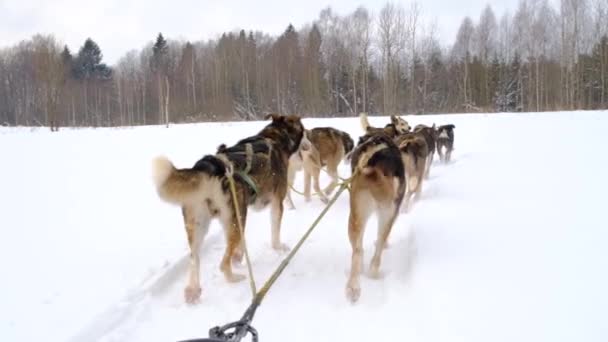 Team Northern Sled Dogs Runs Forward Snowy Winter Field First — Stock Video
