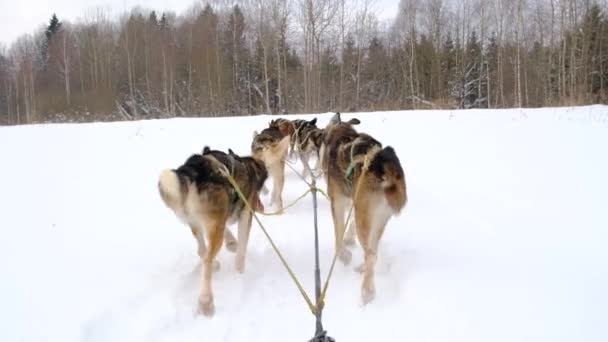 Une Équipe Chiens Traîneau Nordiques Traverse Champ Hiver Enneigé Vue — Video