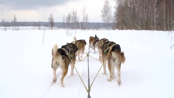 Equipo Perros Trineo Del Norte Corre Hacia Adelante Través Del — Vídeo de stock