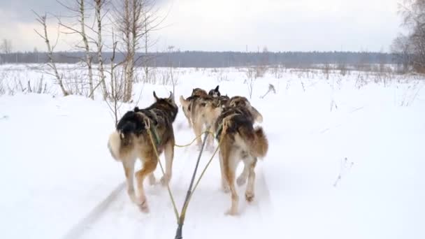 Team Van Noordelijke Sledehonden Loopt Vooruit Door Besneeuwd Winterveld Eerste — Stockvideo