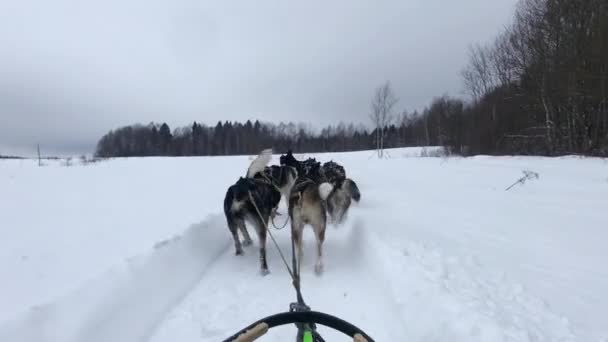 Високоякісні Кадри Команда Північних Саней Собак Біжить Вперед Через Сніжне — стокове відео