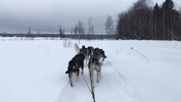 4K高质量的镜头 一队北方雪橇狗在雪地里跑来跑去 第一人称从雪橇后面看 在比赛中强壮而顽强的阿拉斯加哈士奇人 — 图库视频影像