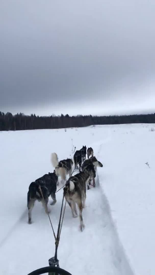 Vídeo Vertical Para Historias Redes Sociales Equipo Perros Trineo Del — Vídeos de Stock