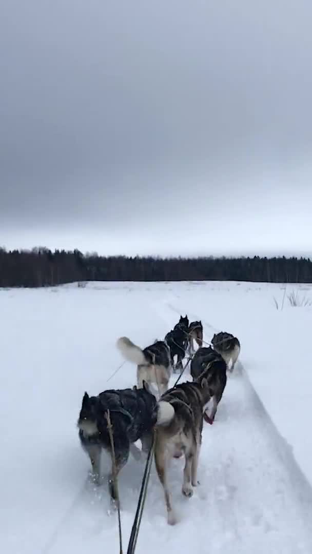 Verticale Video Voor Verhalen Sociale Media Team Noordelijke Sledehonden Loopt — Stockvideo