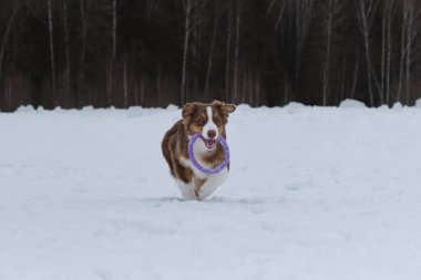 Karlı kış parkında yürürken Avustralya çoban köpeği kırmızısı üç renkli. Avustralyalı, dişleri ve kulakları havada mavi oyuncak yüzükle hızla öne doğru koşar. Komik, genç safkan, tüylü köpek..