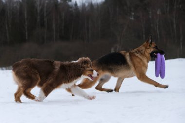 Aktif, güzel, genç, safkan köpekler. Karlı kış parkında yürüyen iki Alman ve Avustralyalı çoban. Birbirlerine paralel ve neredeyse senkronize olarak gidiyorlar. Dişte iki oyuncak yüzük..