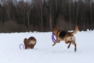 Karlı kış parkında yürüyen iki Alman ve Avustralyalı çoban. Aktif, güzel, genç, safkan köpekler. Yavru köpek yüzüğe yetişmeye çalışıyor. Ondan uzaklaşıyor. Yetişkin köpek arkadan takip ediyor..