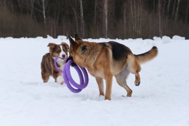 İki köpek dişlerinde güçlü yüzüklerle özel oyuncaklar tutar ve sevinirler. Karlı kış parkında yürüyen iki Alman ve Avustralyalı çoban. Aktif ve güzel safkan köpekler..