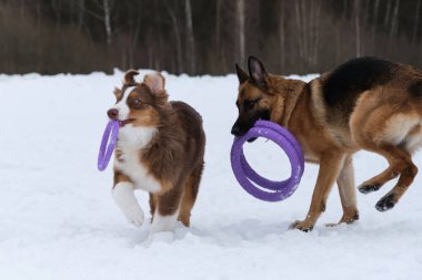 İki köpek dişlerinde güçlü yüzüklerle özel oyuncaklar tutar ve sevinirler. Karlı kış parkında yürüyen iki Alman ve Avustralyalı çoban. Aktif ve güzel safkan köpekler..