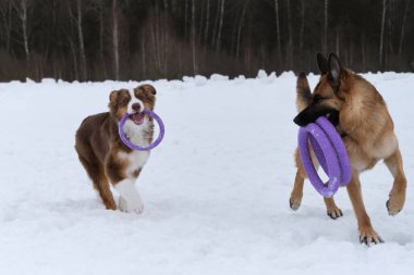 İki köpek dişlerinde güçlü yüzüklerle özel oyuncaklar tutar ve sevinirler. Karlı kış parkında yürüyen iki Alman ve Avustralyalı çoban. Aktif ve güzel safkan köpekler..