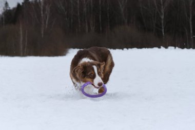 Karlı kış parkında yürürken Avustralya çoban köpeği kırmızısı üç renkli. Avustralyalı hızla öne doğru koşar ve pençelerinin altından kar uçarak dişleriyle mavi oyuncak yüzüğü kapar. Komik, genç safkan, tüylü köpek..