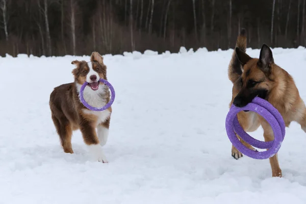 Köpek Dişlerinde Güçlü Yüzüklerle Özel Oyuncaklar Tutar Sevinirler Karlı Kış — Stok fotoğraf