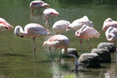 Flamingolar