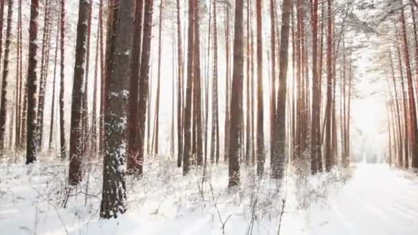 Winter forest