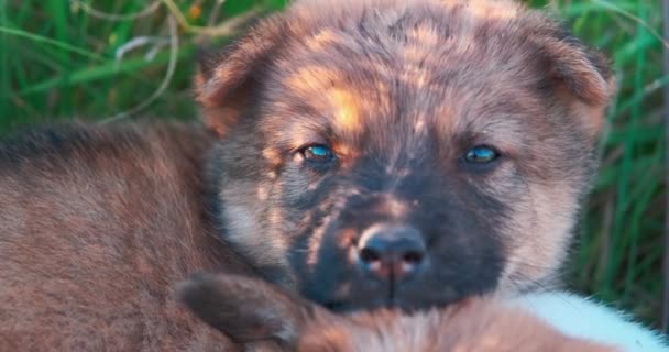 Κοντινό Πορτρέτο Των Αστέγων Σκυλιών Σκυλιών Κάθονται Στο Γρασίδι Και — Αρχείο Βίντεο