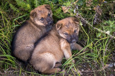 İki evsiz köpek yavrusu çimenlerde yan yana oturur.