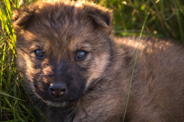 Evsiz köpek yavruları çimenlerde oturur.