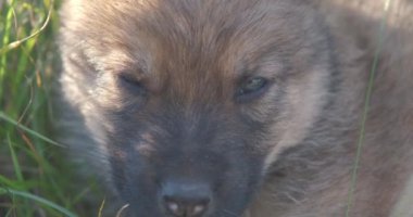 Evsiz köpek yavrularının portresi çimlere oturup kameraya bakıyor. 