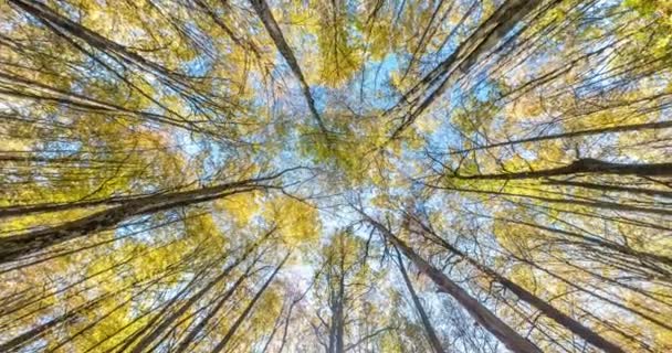 Girando Torsión Mirando Hacia Arriba Bosque Otoño Árboles Creciendo Cielo — Vídeos de Stock