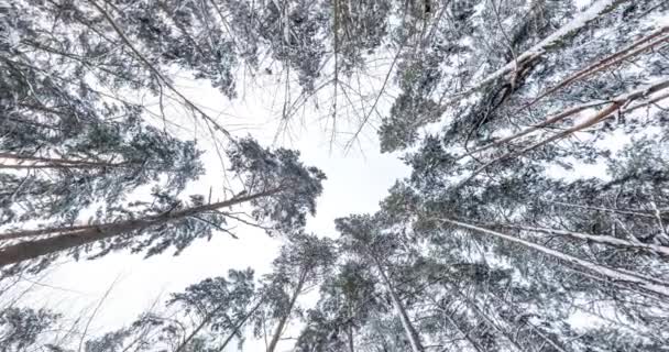 Przędzenia Skręcania Patrząc Górę Lesie Zimowym Drzewa Rosnące Niebie — Wideo stockowe