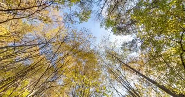 秋の森を回転させ回転させ調べるのです 空に生えている木 — ストック動画