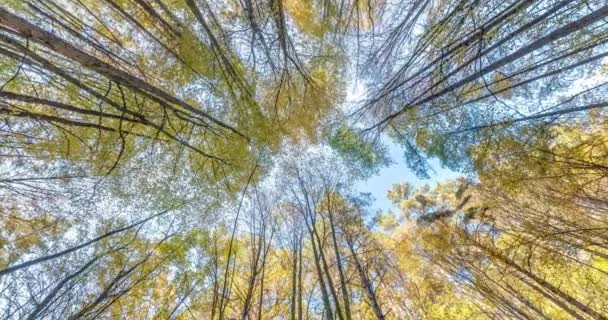 旋转着 旋转着 仰望着秋天的森林 树上长满了蓝天 — 图库视频影像