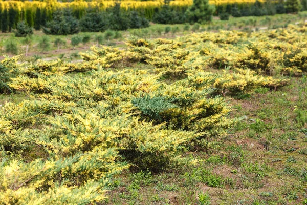 Filas Coníferas Jóvenes Invernadero Con Muchas Plantas Plantación — Foto de Stock