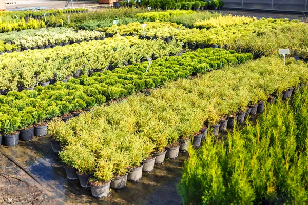 Deretan Pohon Konifer Muda Rumah Kaca Dengan Banyak Tanaman Kebun — Stok Foto