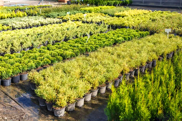 Filas Coníferas Jóvenes Invernadero Con Muchas Plantas Plantación —  Fotos de Stock