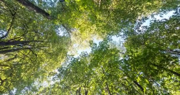 Dönüş Bükülme Uzun Ormanın Altı Gökyüzünde Büyüyen Ağaçlar — Stok video