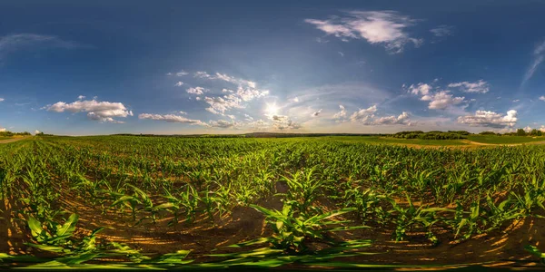 Vollständige Nahtlose Sphärische Hdri 360 Panorama Ansicht Zwischen Jungen Maisfeldern — Stockfoto