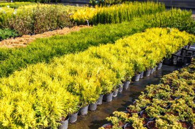 Genç kozalaklı serada bir sürü bitki var.