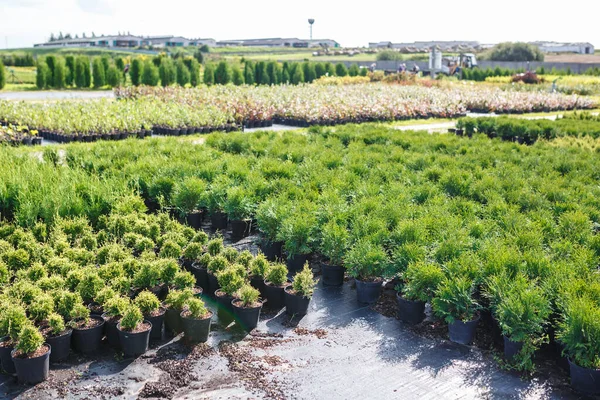 Rzędy Młodych Drzew Iglastych Szklarni Dużą Ilością Roślin Plantacji — Zdjęcie stockowe